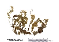 藏品(刺葉提燈苔)的圖片